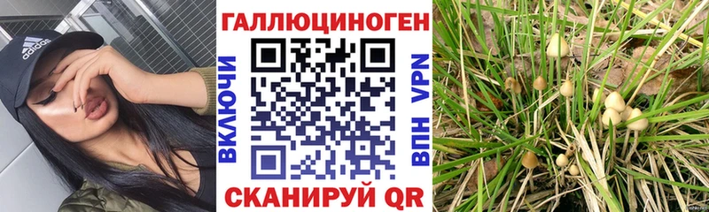 Псилоцибиновые грибы GOLDEN TEACHER  Купить где  Среднеколымск 